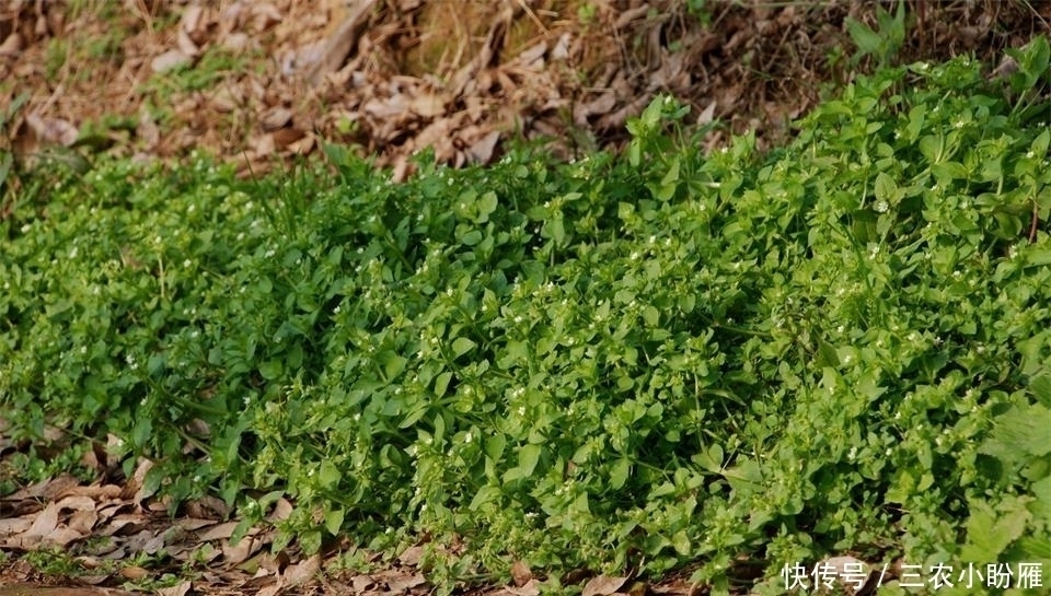 营养物质|农田边一大“害草”，味道却比豌豆尖还鲜美，营养高，见到别错过
