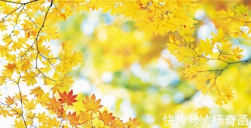 范仲淹@寒露,在诗词中感受凉凉的秋意,赏析范仲淹的千古名篇《苏幕遮》