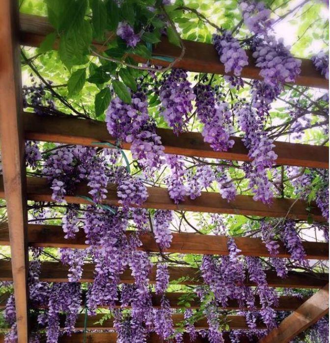 适合新手养卉的4种花,不用费心就很好,开起花来拦不住