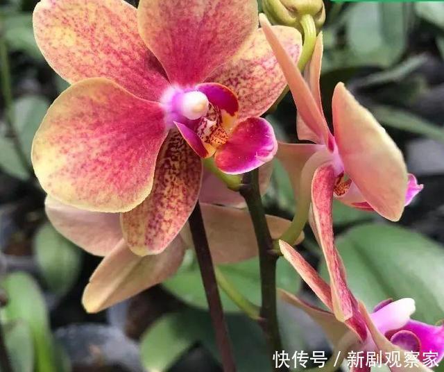 今年最火网红花,一次能开4个月,枝条挂满花蝴蝶!