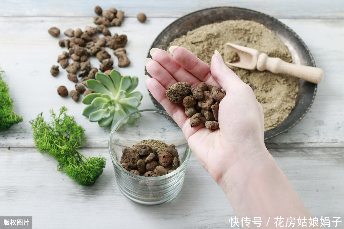 缺水|多肉植物怎么浇水?提供浇水七大知识点,让养殖多肉变得更加简单