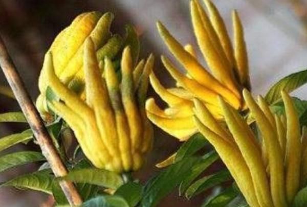 佛手|这4种花,养在家旺财又“镇宅”,比绿萝、发财树还要强100倍