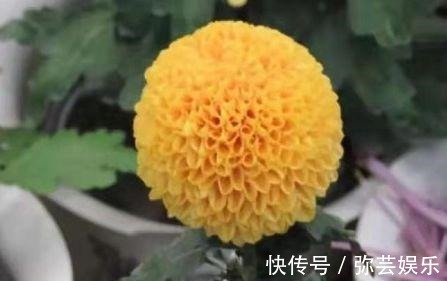 百菊争艳，来盆菊中极品艳球王，宛如金玉绣球，花姿优美可爱喜人