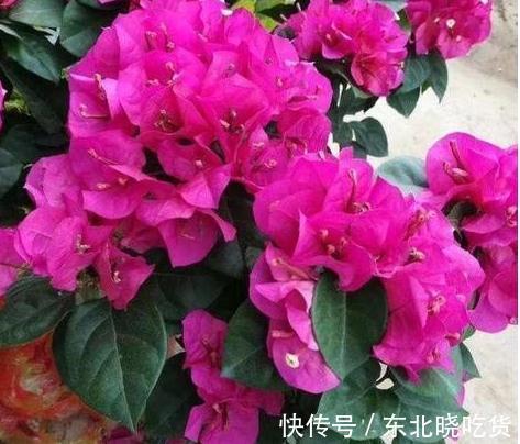 三角梅不会养，选对品种很关键，做好4点，40天后开花爆盆