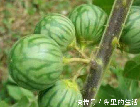 农村|喝酒时“千杯不倒”全靠它，农村随处可见，酒精遇上“抖三抖”