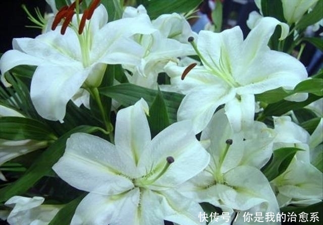 从一个小种子成功蜕变成美丽的百合花,看看是用了什么方法