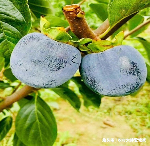 排毒王|十个女性九个毒素多,女性多用此“排毒王”泡水喝,排子宫污血