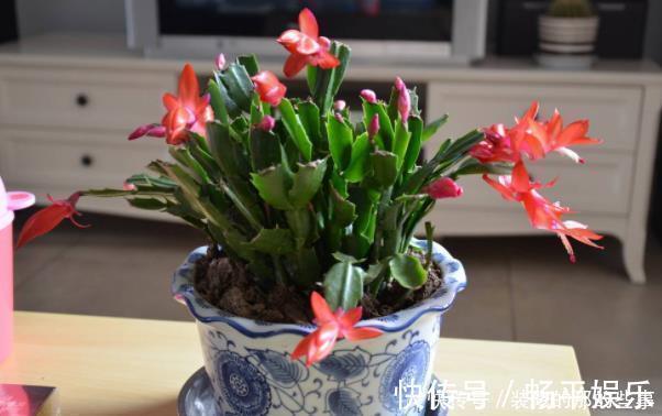 肥料|现在是蟹爪兰打花苞的“关键期”,不能做3件事,不然引起落花苞