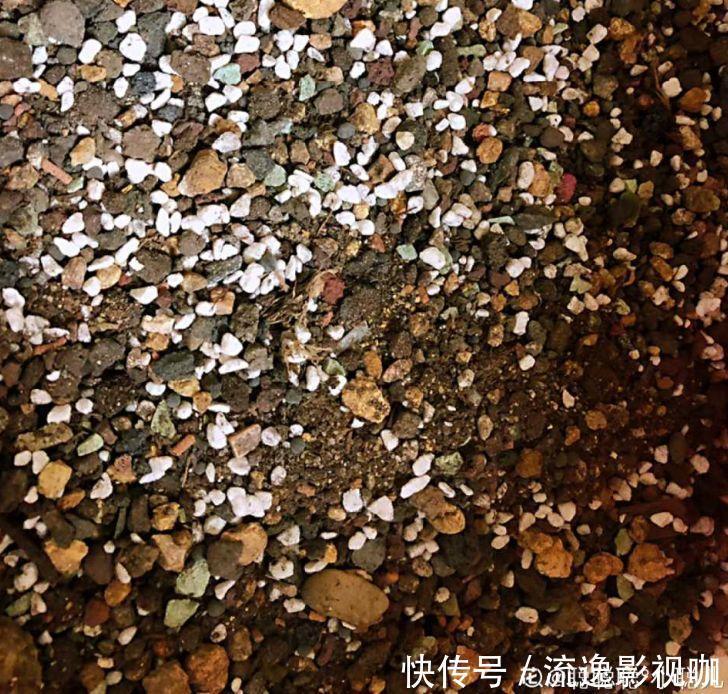 妖妖|多肉根系不够壮记住4点，半月养出大白根！