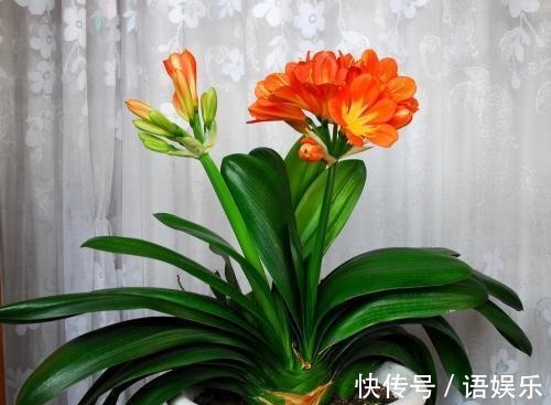 君子兰|往花盆里放点它,君子兰、虎皮兰就会疯长,叶茂花艳爆满整个花盆