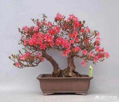 野生|野生映山红盆栽花后怎样管理?