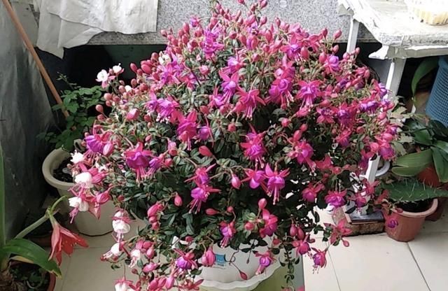 植株|夏天有12种花“晒不得”,见了“强光”就黄叶,挪个地方长得好