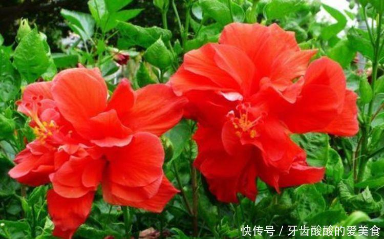 4种花很耐养,沾土就能活,招财纳福好运来,日子越过越红火