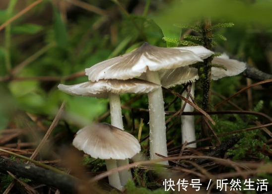 鱼腥草|66种野菜大图片，带你见识不同的野菜和吃法，你想要的野菜这里有