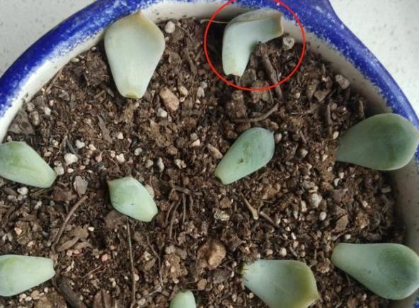 叶插多肉技巧分享掌握4个要点,一片叶子就能生根发芽成株