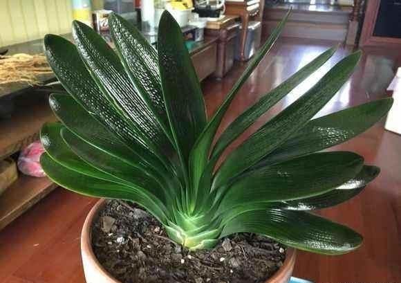 矫正|君子兰的叶子长歪了,现在矫正还来得及