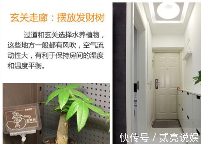 如何让家里更加的清新4个地方摆放绿植,给你带来不一样的感觉