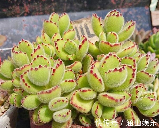 徒长|多肉徒长、叶片又肥又大该怎么解决2步操作,让它过夏就变美