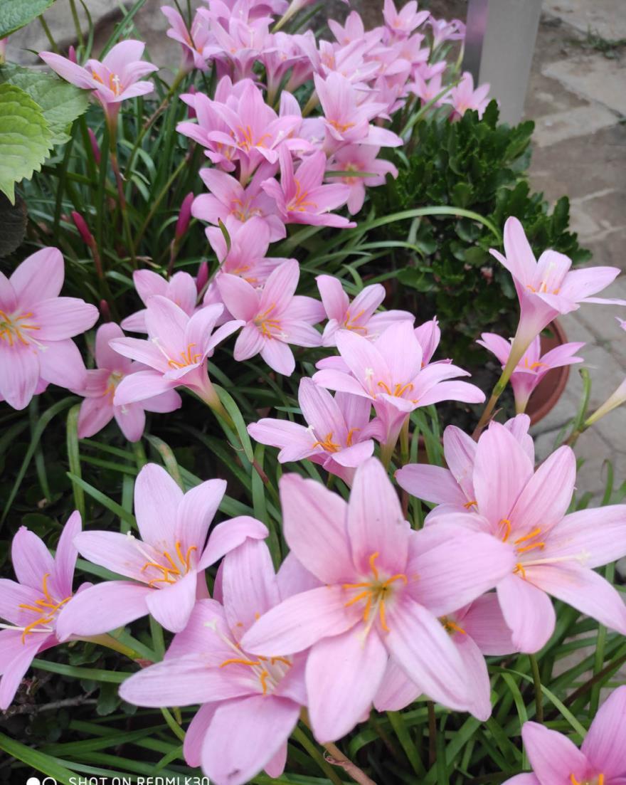 栀子花|最爱淋雨的花,下雨天搬出去,长得更好