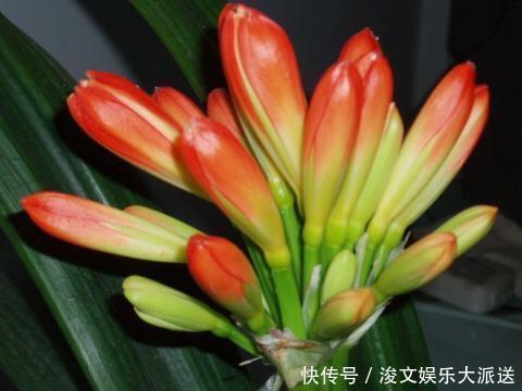 开花|这“5种肥”,家里都有,撒一把在盆里,花长得旺、开花特别多