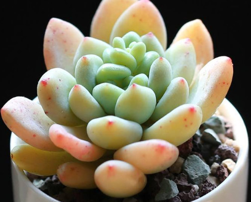 叶片|多肉凝脂莲怎么养更饱满教你3个小妙招,养出红润璀璨的凝脂莲