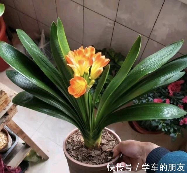 户外挖“2种土”养花,君子兰长得像“大白菜”,茉莉花“爆盆”!