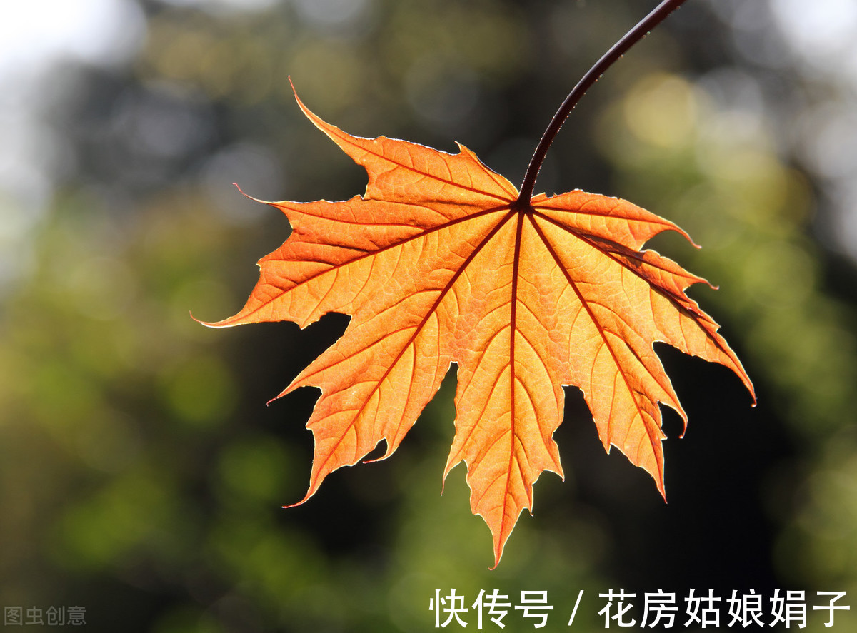 光照|夏天高温,这些花换个位置,阴凉通风的环境才生长旺盛,叶绿花多