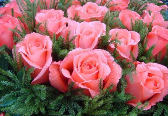 家里玫瑰怎么养只要每天喝“营养水”，开花爆盆，香气十足