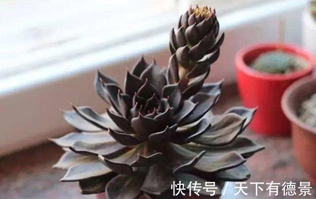 适应能力|暗黑系多肉黑王子,外形硬朗帅气,常被误认为出自东云系