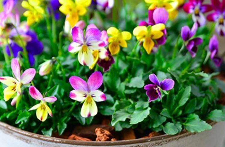 懒人养花养不活,不妨试试这些花朵,好养易爆盆,养在阳台成花海