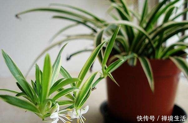 路边看到这“三种花”马上挖回家，花香浓易爆盆，花开一茬又一茬！