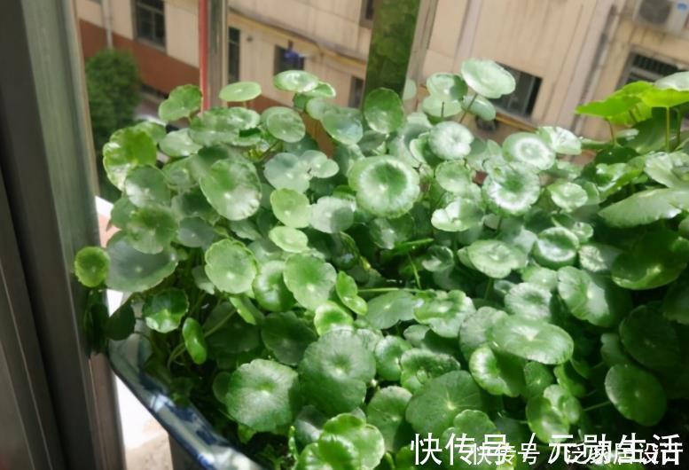 土质|家里有这4种土,别单独拿来养花,隐患大,又生虫又烂根