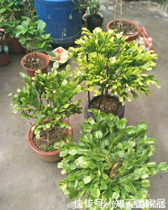 浇水|蟹爪兰“半死不活”蔫蔫的？3个技巧，叶片杠杠厚，冬天又开花