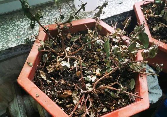 花苞|公认难养的花,养一盆死一盆,从来没有养活过!