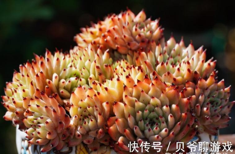 爪系多肉啥品种养的人最多?当然是绿爪!别说你没养,骗人可不好