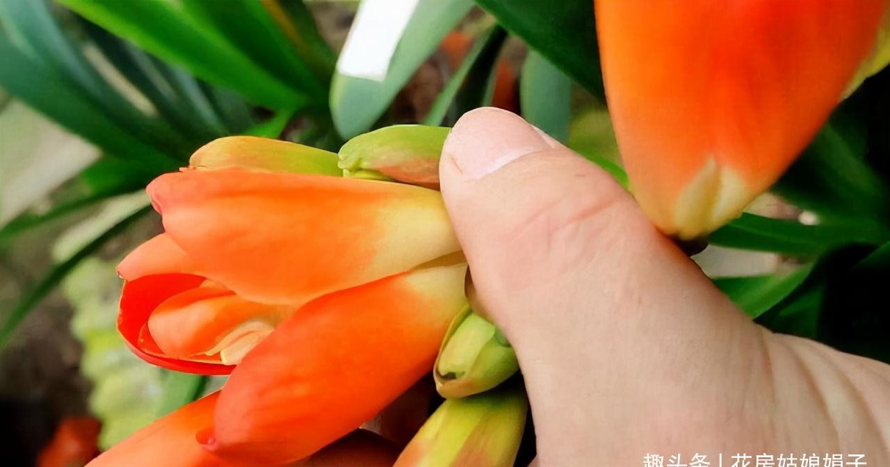 入冬后的君子兰,按照这些要求去做,帮你解决掉不开花的烦恼