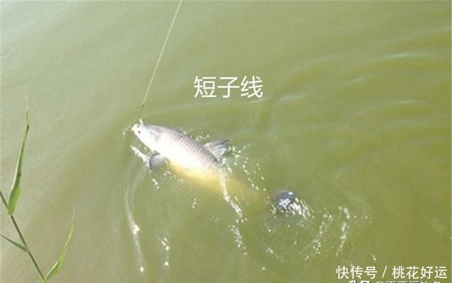 野钓大鱼,用长子线还是短子线?合理选择子线长短,有效减少跑鱼
