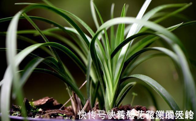 氮磷钾|怎么判断兰花缺少氮磷钾?学会这三招,养不好兰花都难