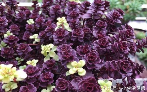 令人陶醉的小球玫瑰,不得不说小球玫瑰的爆盆能力太强!