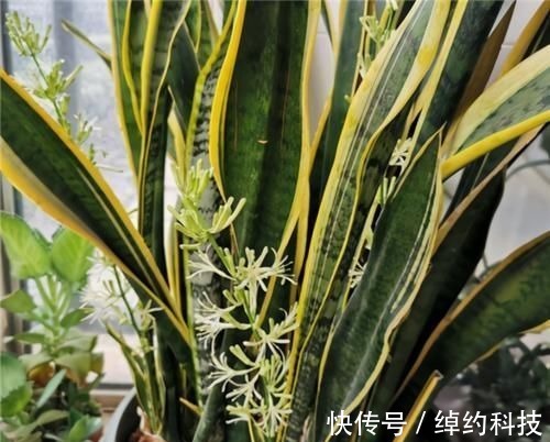 植株|冬天养虎皮兰，土里埋点“生长素”，一到春天爆新芽