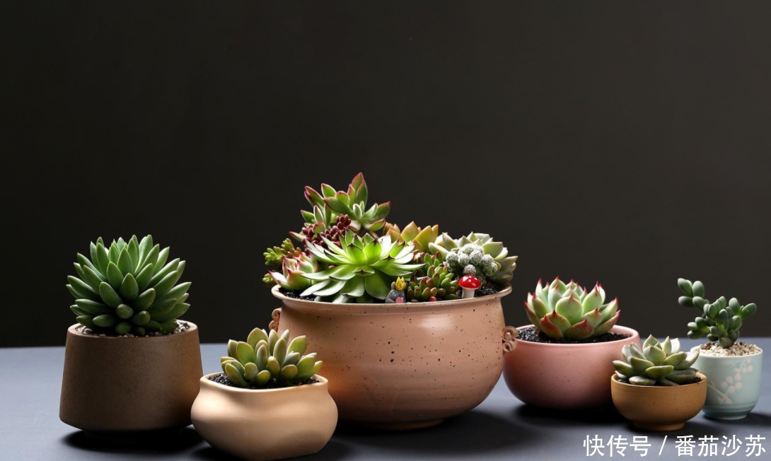 举动|5月,初遇暴雨后,盆栽多肉马上采取3项举动,一个都少不了