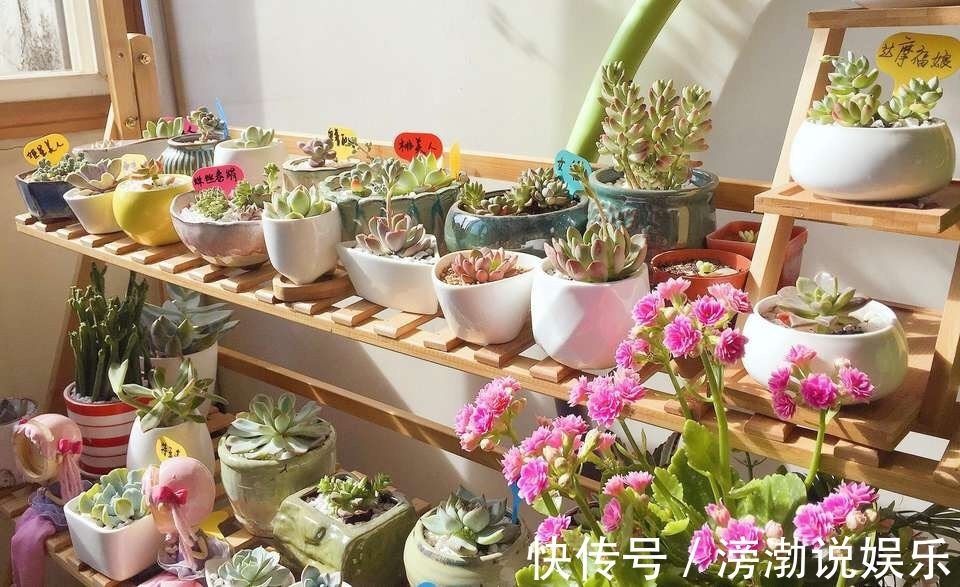 杀菌|养花上盆前,记得“多做一步”,不然“招虫子”,还烂根!