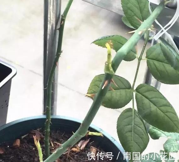 用这些歪门邪道养月季，月季盆盆爆花，又大又艳，太美了