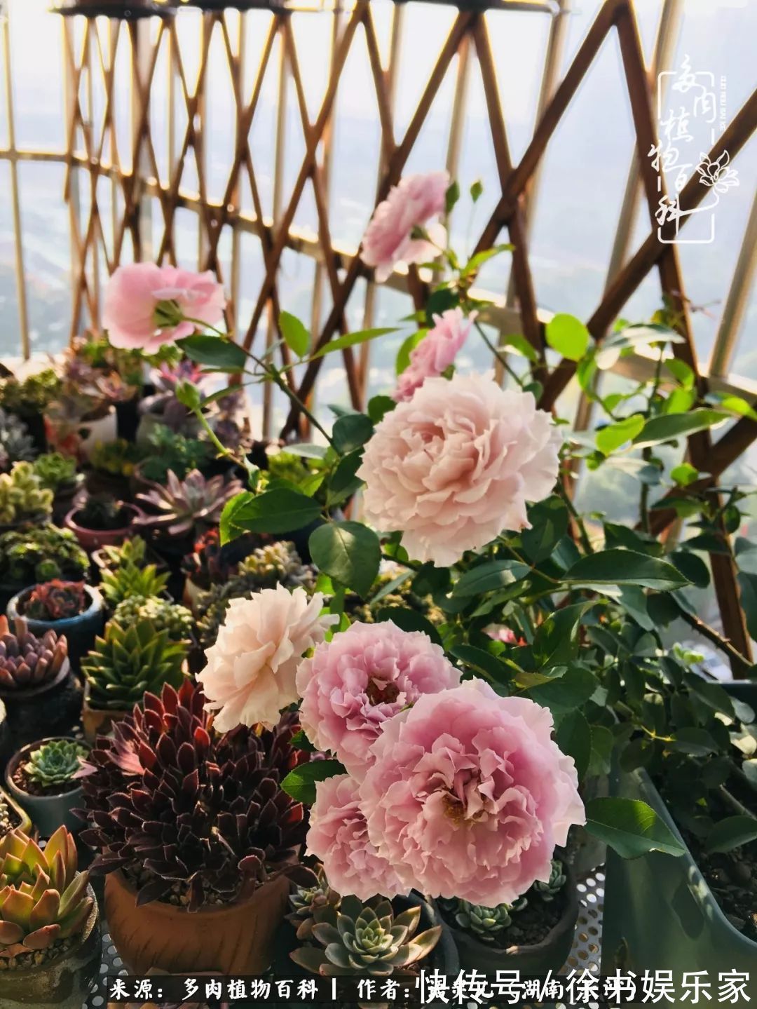 邂逅多肉,爱折腾的阳台党,总能收获简单纯粹的快乐!