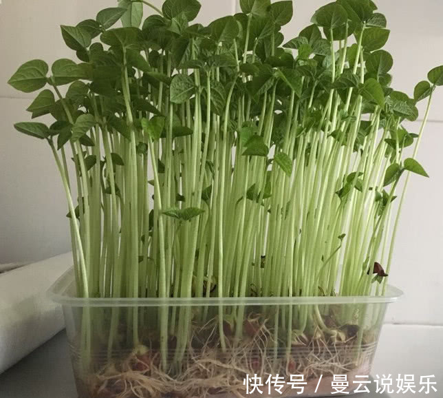 阳台上|一个空可乐瓶,一把绿豆,3天窜出满满一盆豆芽!“好养”又好吃