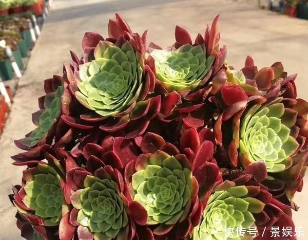 学这两招,多肉师傅,高大矮小的植物,所有权威主义