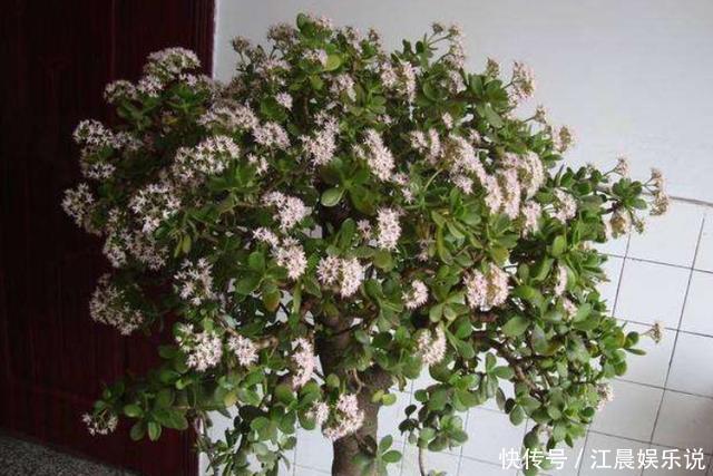 光照|想把玉树养开花,避开“修剪”误区,秋末必然满树花