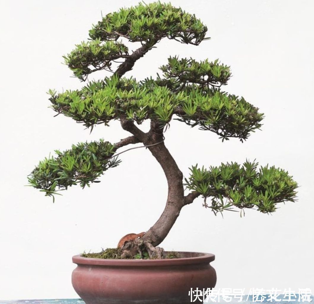 养花不如养树，5种“富贵树”，摆在家里招财又旺宅