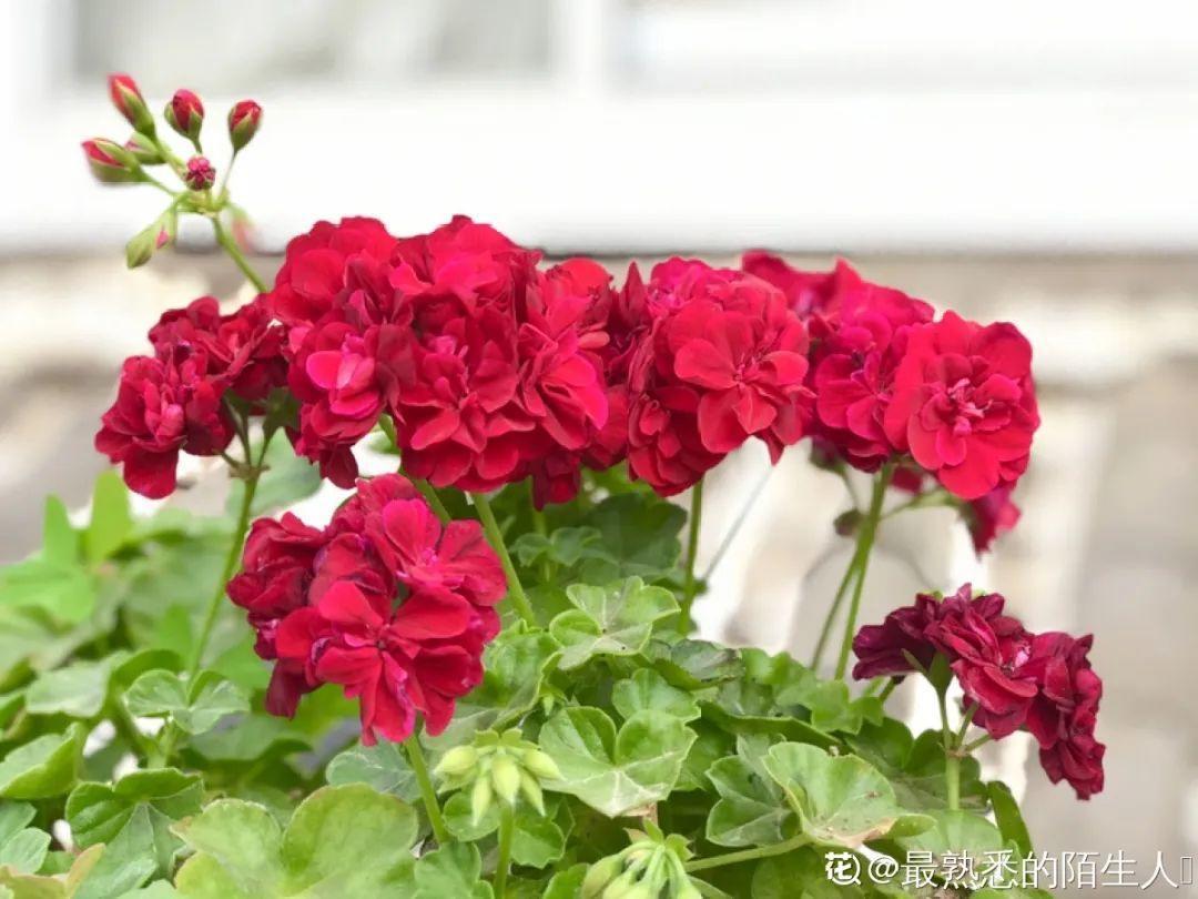 蓝目菊|蓝雪花妥妥的开花机器,花量大、花期长,让人不得不爱