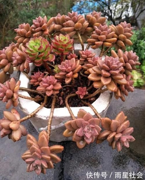 叶片|养多肉3年顺风顺水,多亏选了这6种大普货,现在全是大老桩